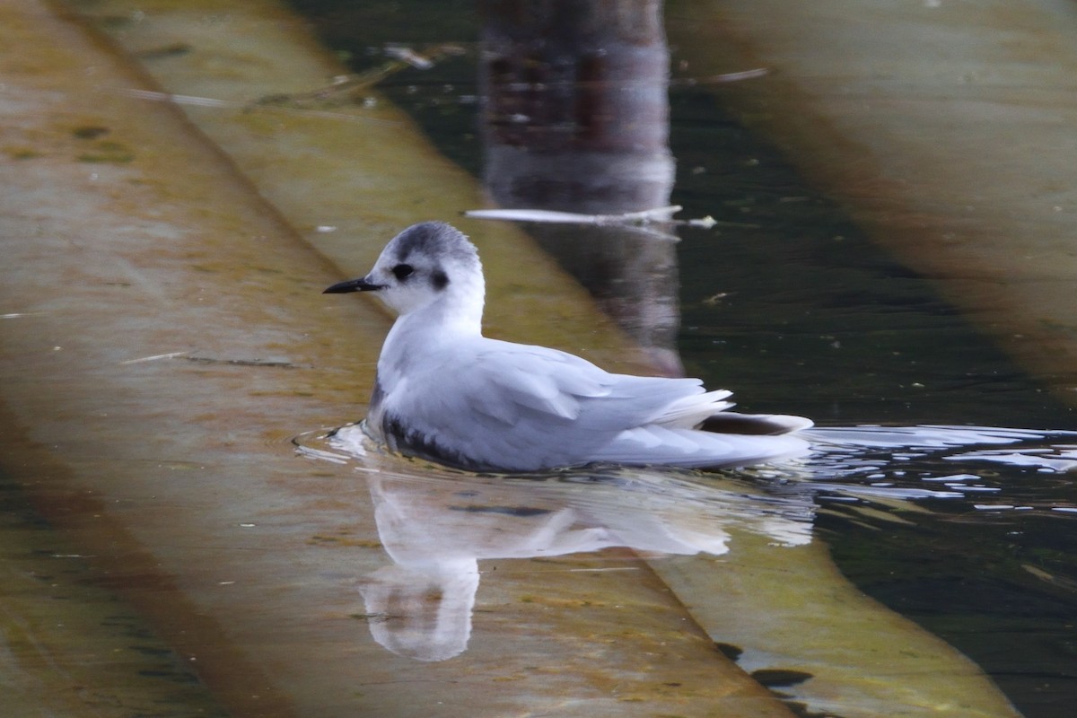 Little Gull - ML646173925