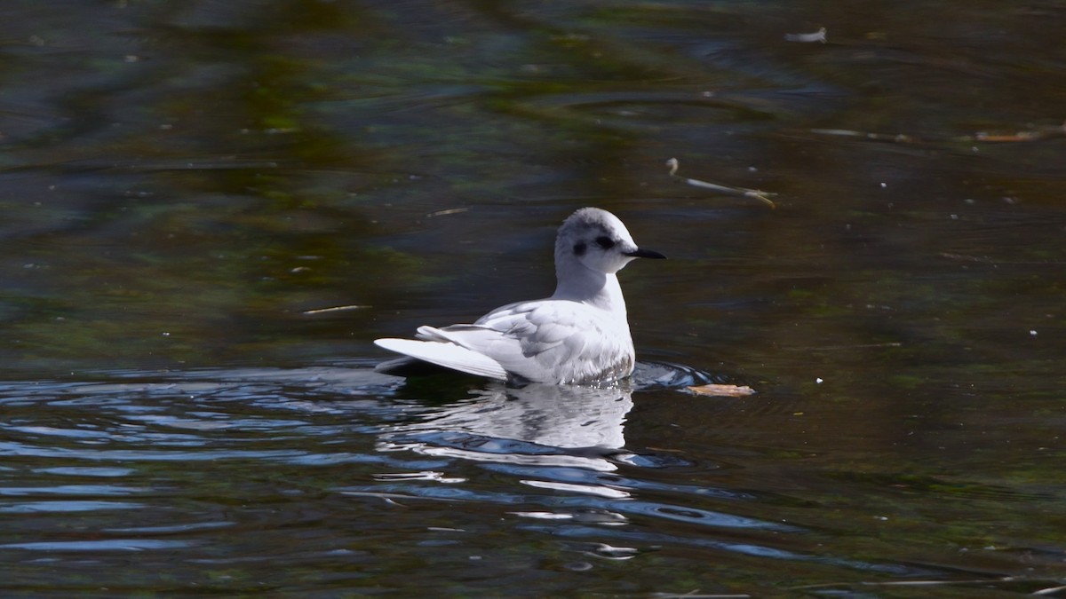 Little Gull - ML646173926