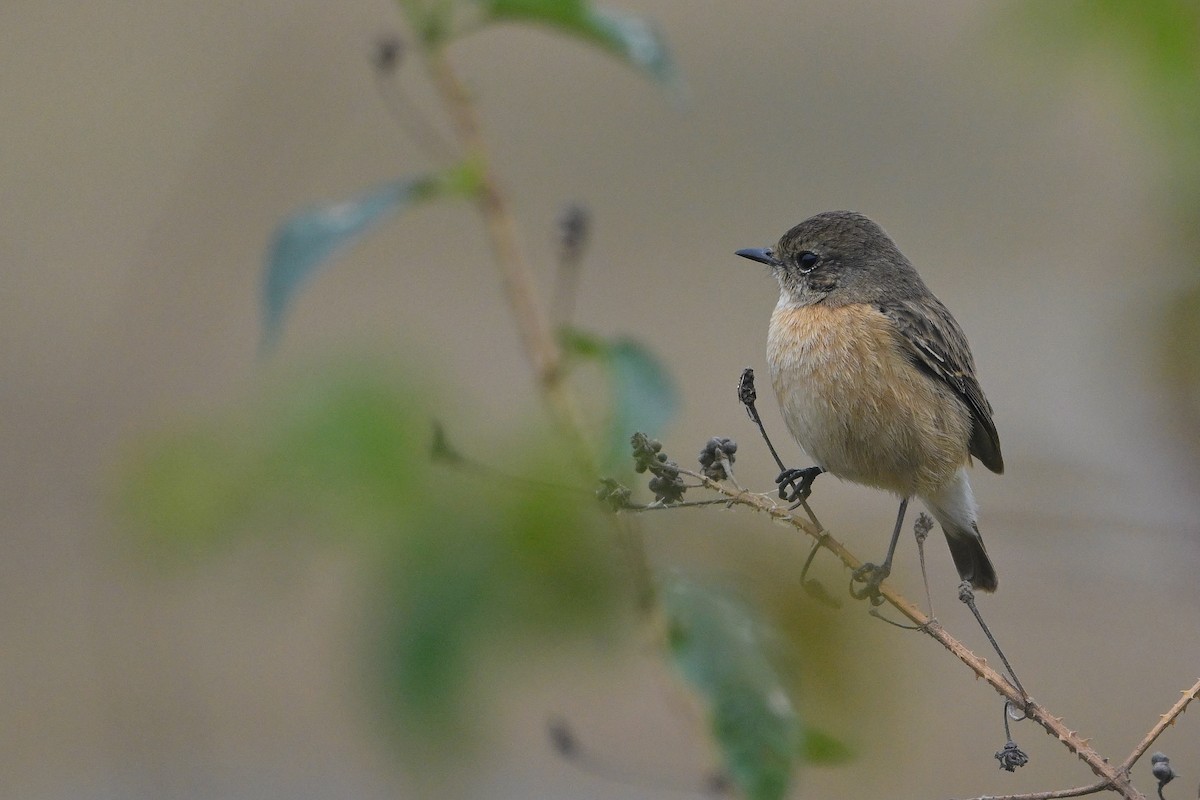 Pied Bushchat - ML646173958