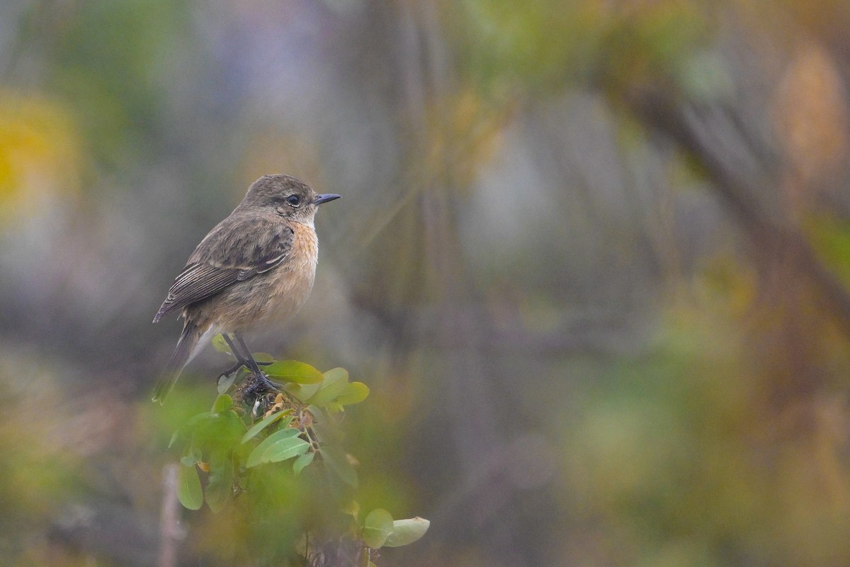 Pied Bushchat - ML646173959