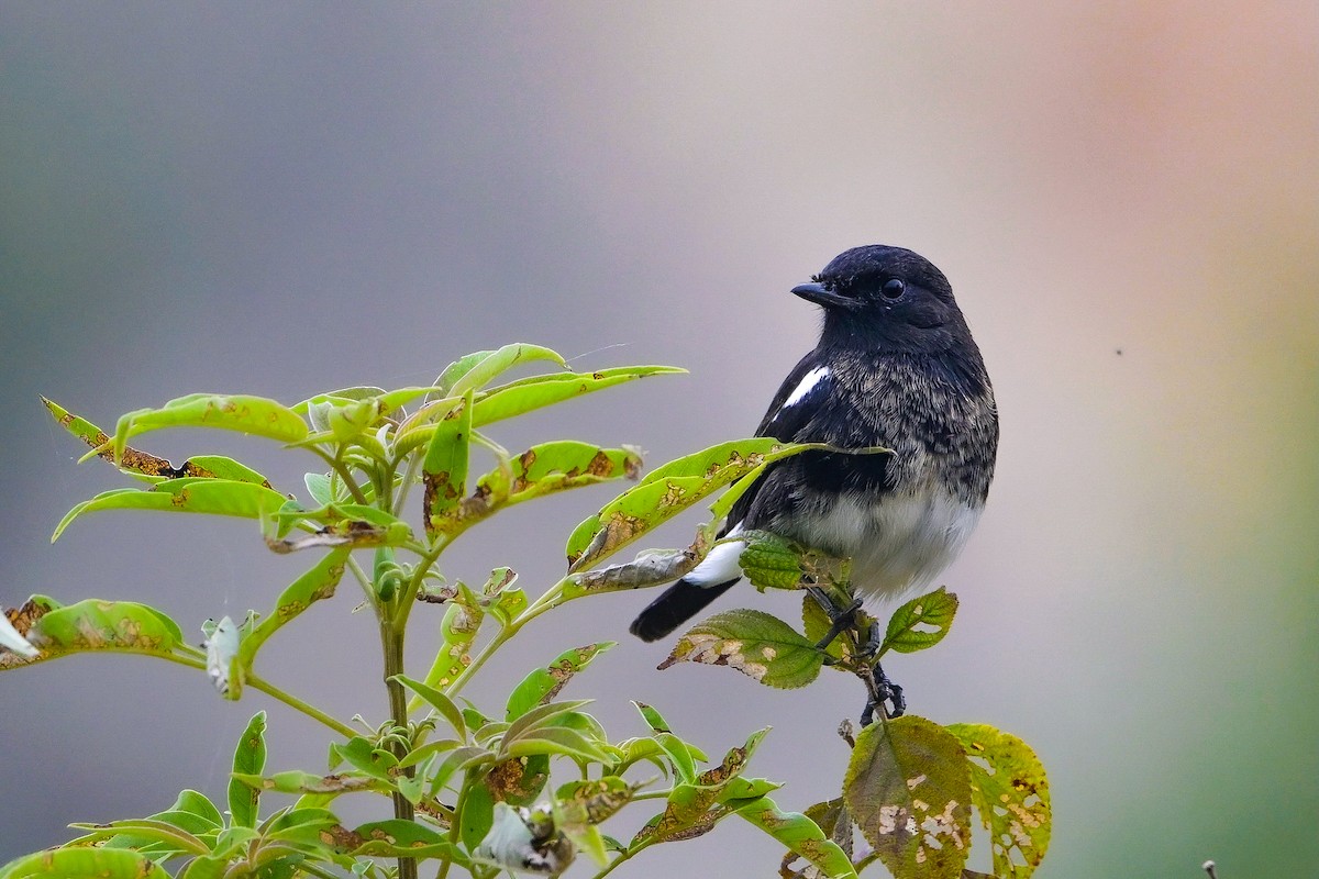 Pied Bushchat - ML646173960