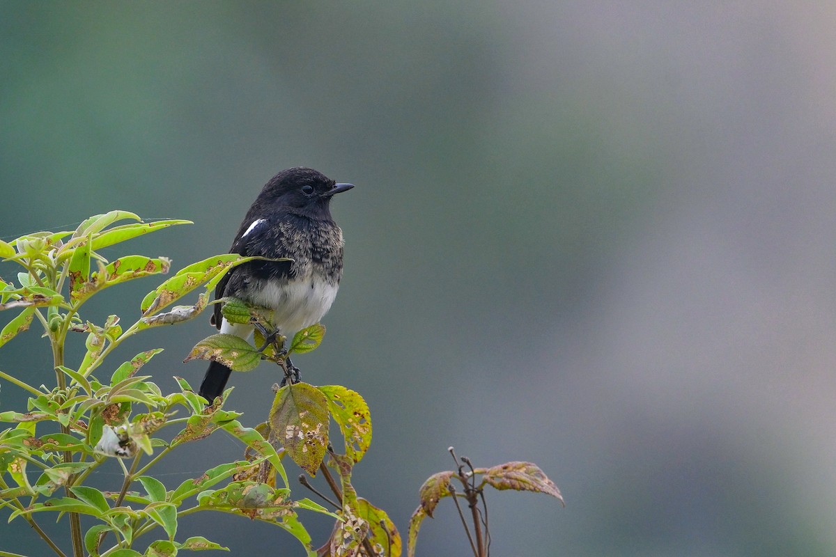 Pied Bushchat - ML646173961