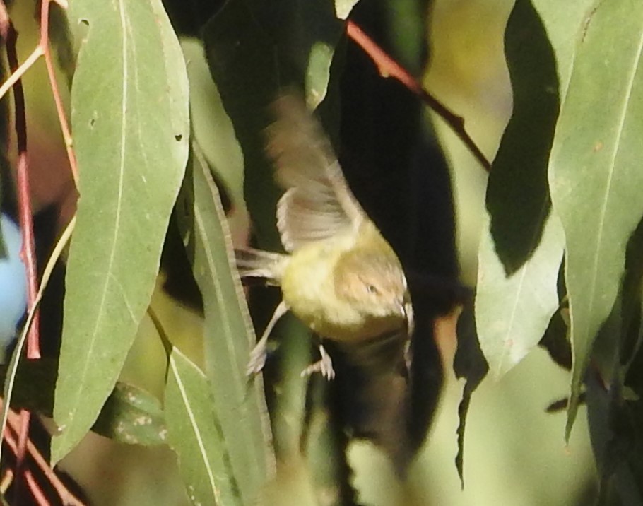 Weebill - ML646173967