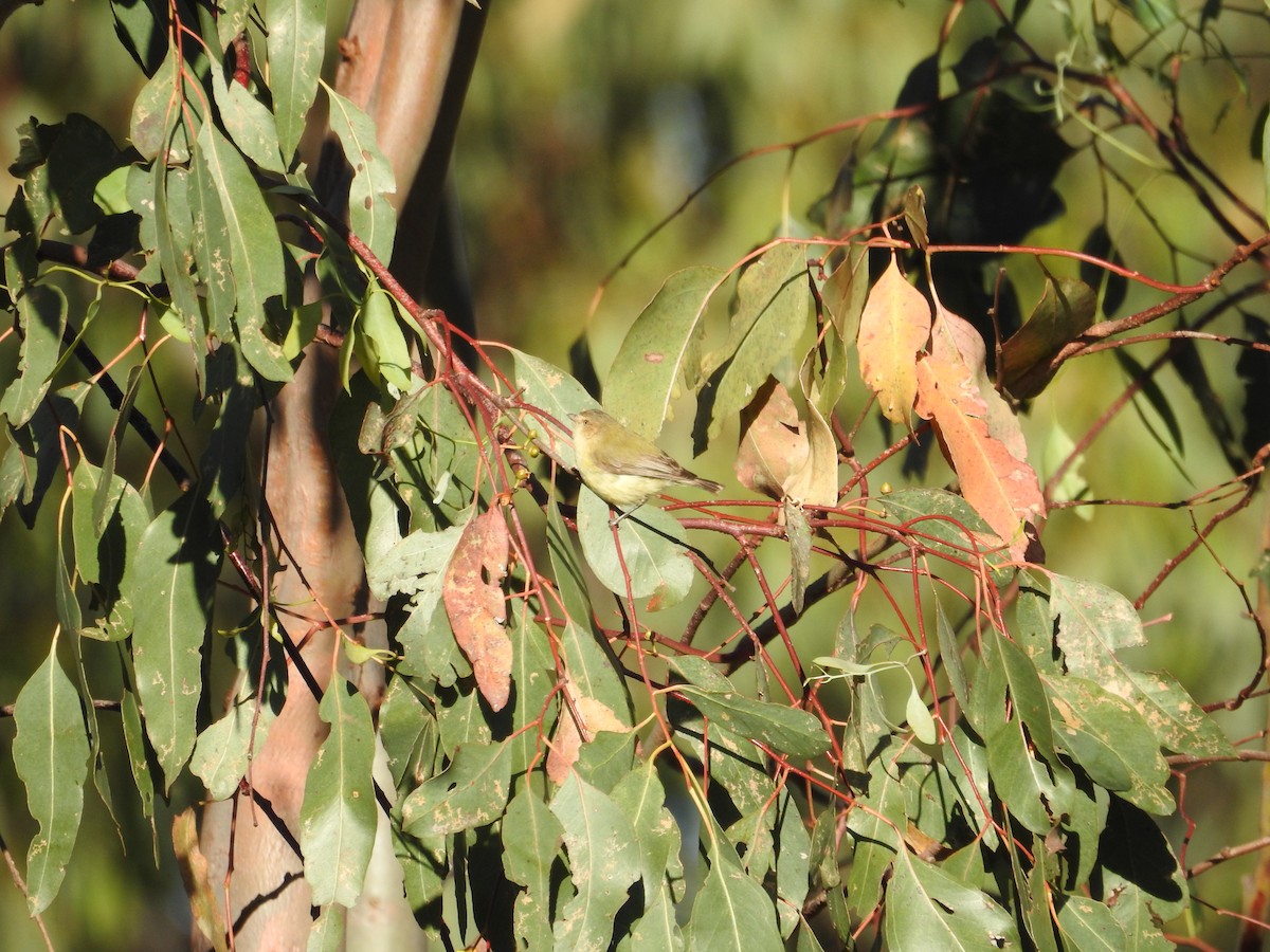 Weebill - ML646173968