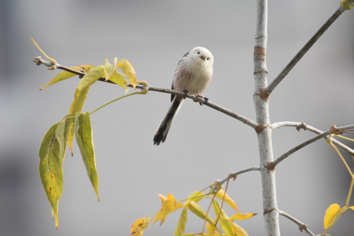 Long-tailed Tit - ML646173974