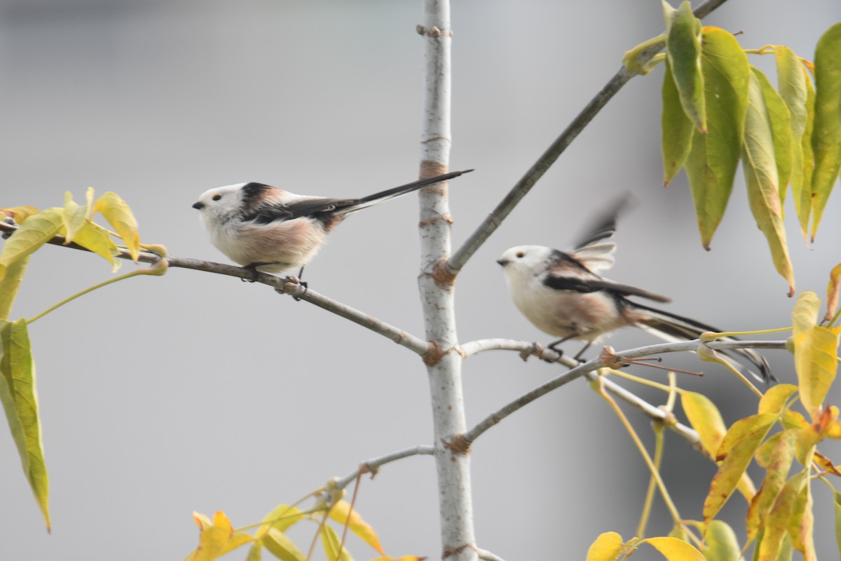 Long-tailed Tit - ML646173979