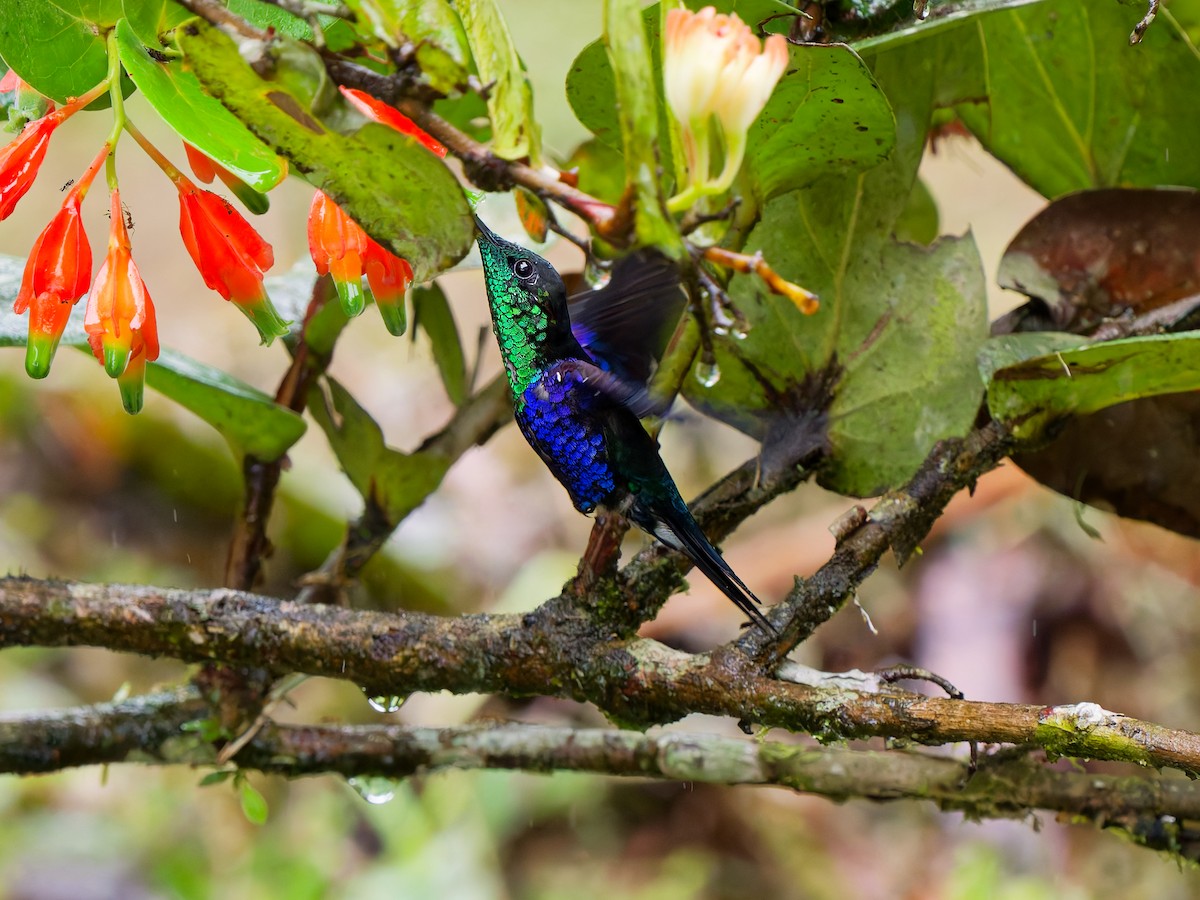 Crowned Woodnymph (Green-crowned) - ML646173988