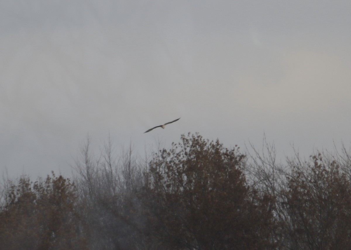 Osprey - ML646173994