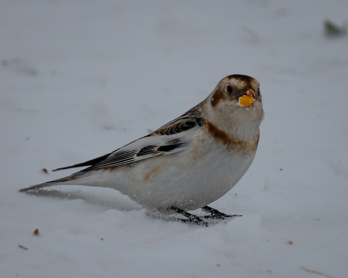 Snow Bunting - ML646174002