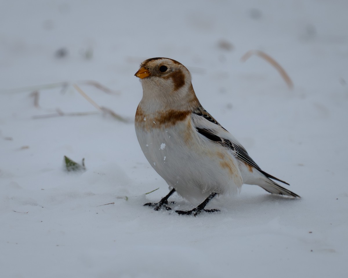 Snow Bunting - ML646174003