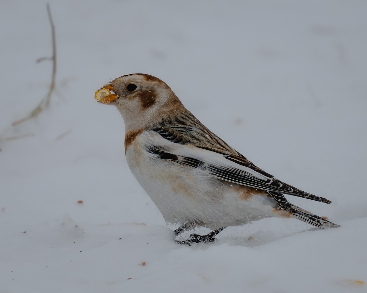 Snow Bunting - ML646174004