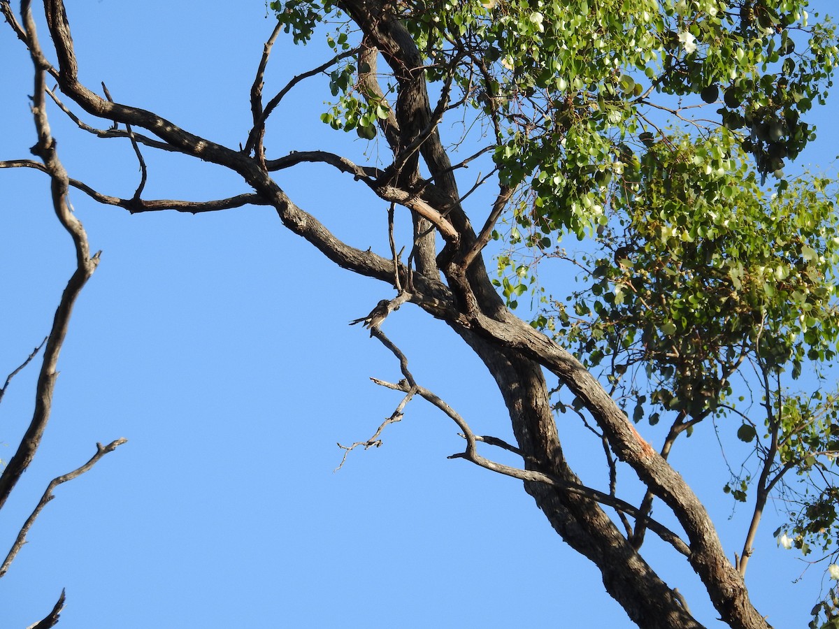 Gartenfächerschwanz - ML646174007