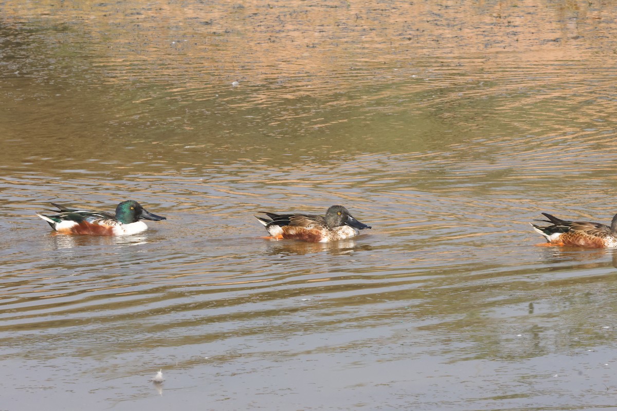 Löffelente - ML646174010