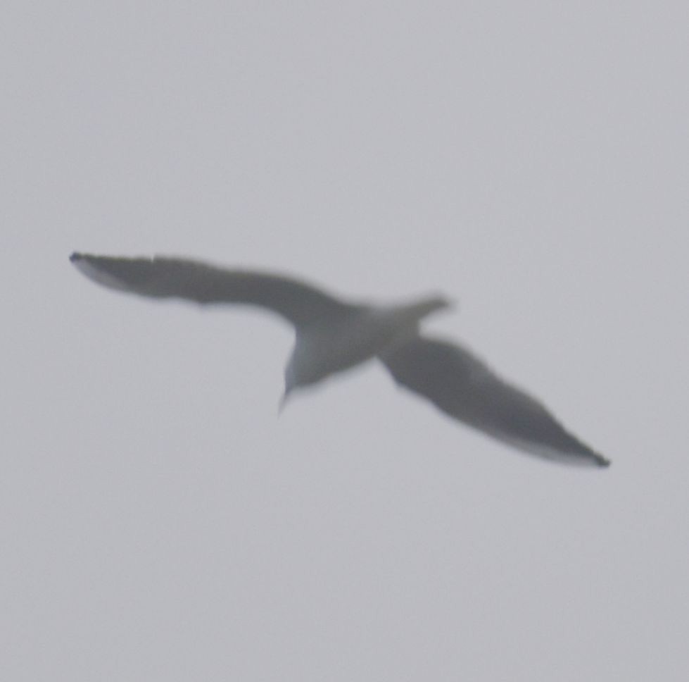 Lachmöwe - ML646174012