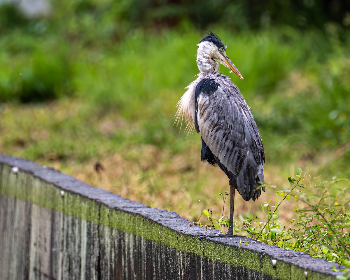 Cocoireiher - ML646174015