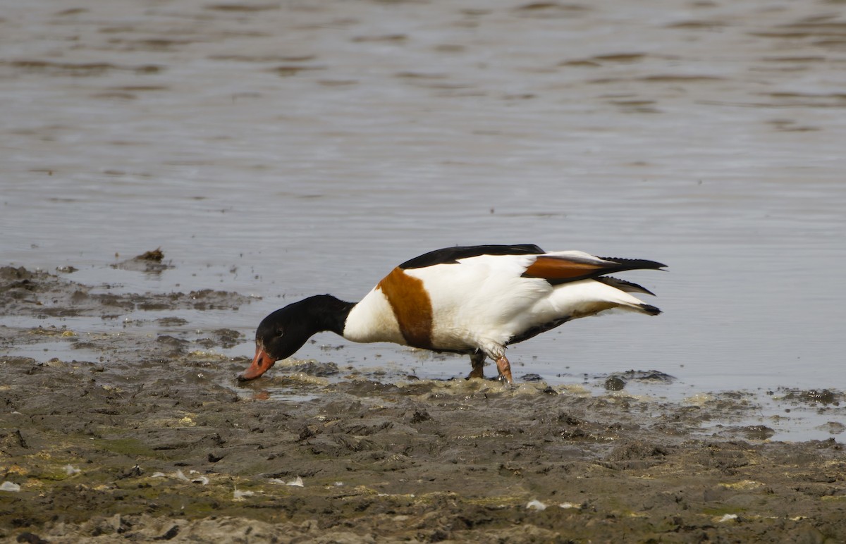 Brandgans - ML646174016