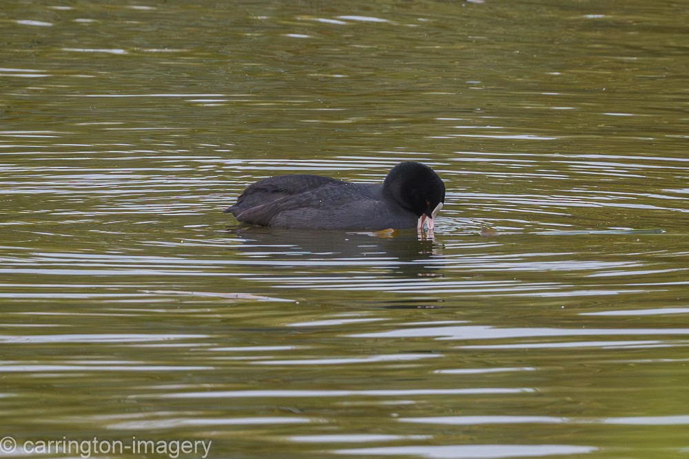 Blässhuhn - ML646174017