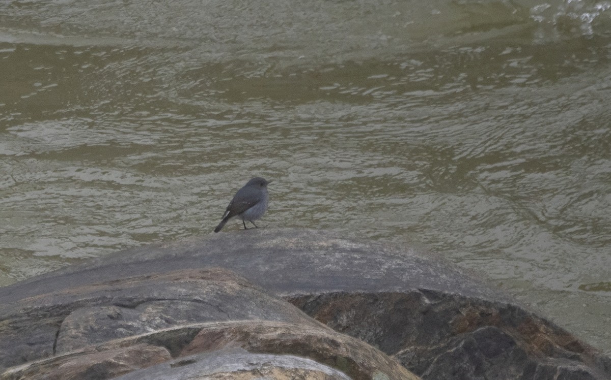 Strichelrötelschwalbe - ML646174018