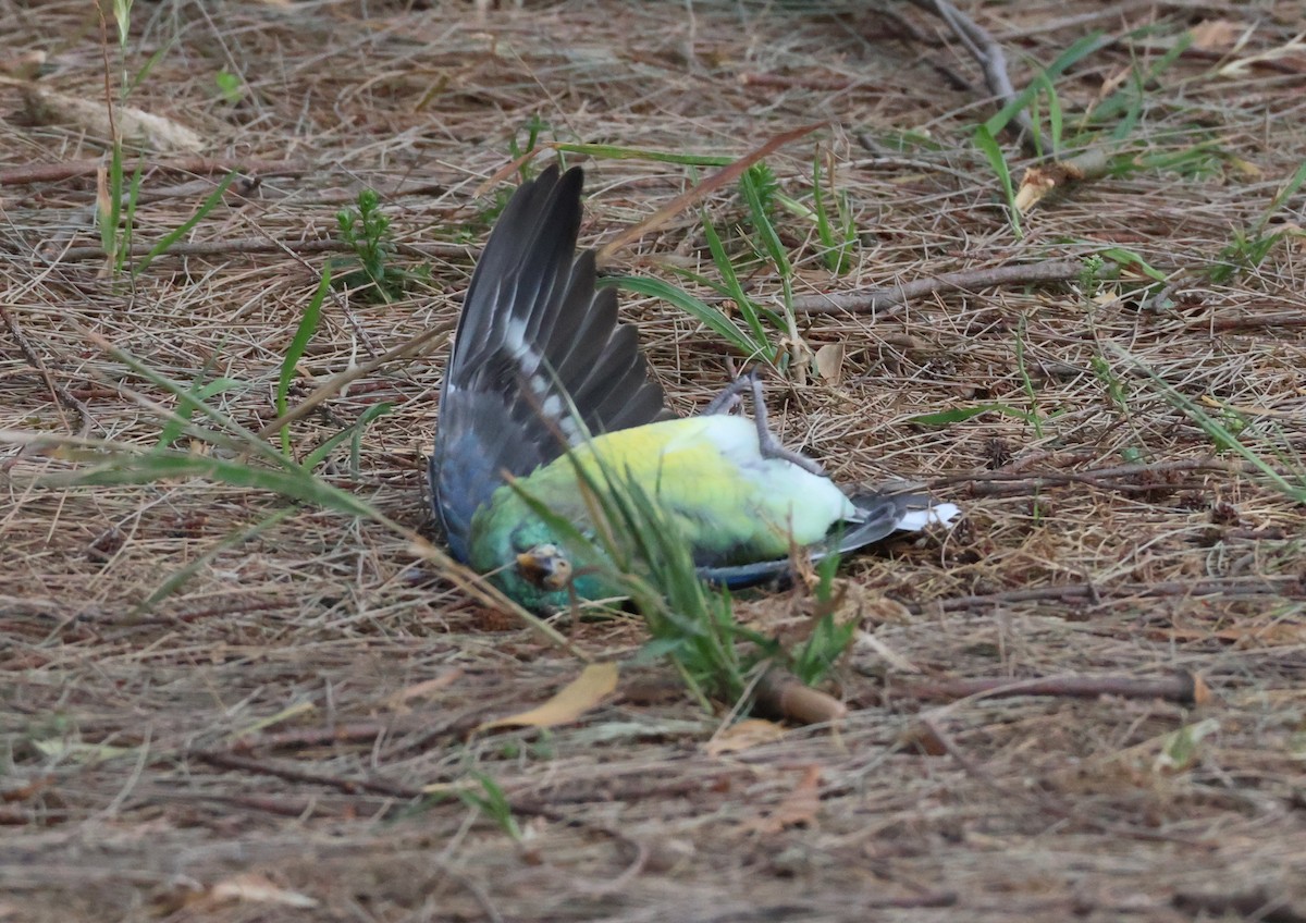 Singsittich - ML646174022