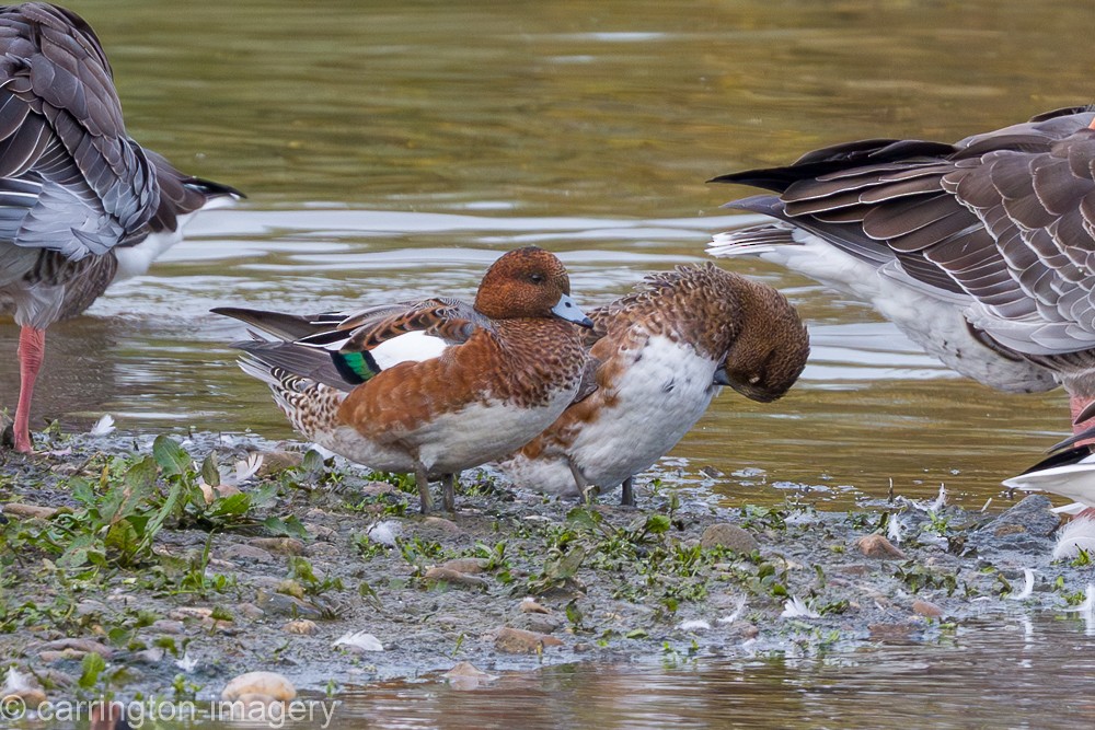 Pfeifente - ML646174023