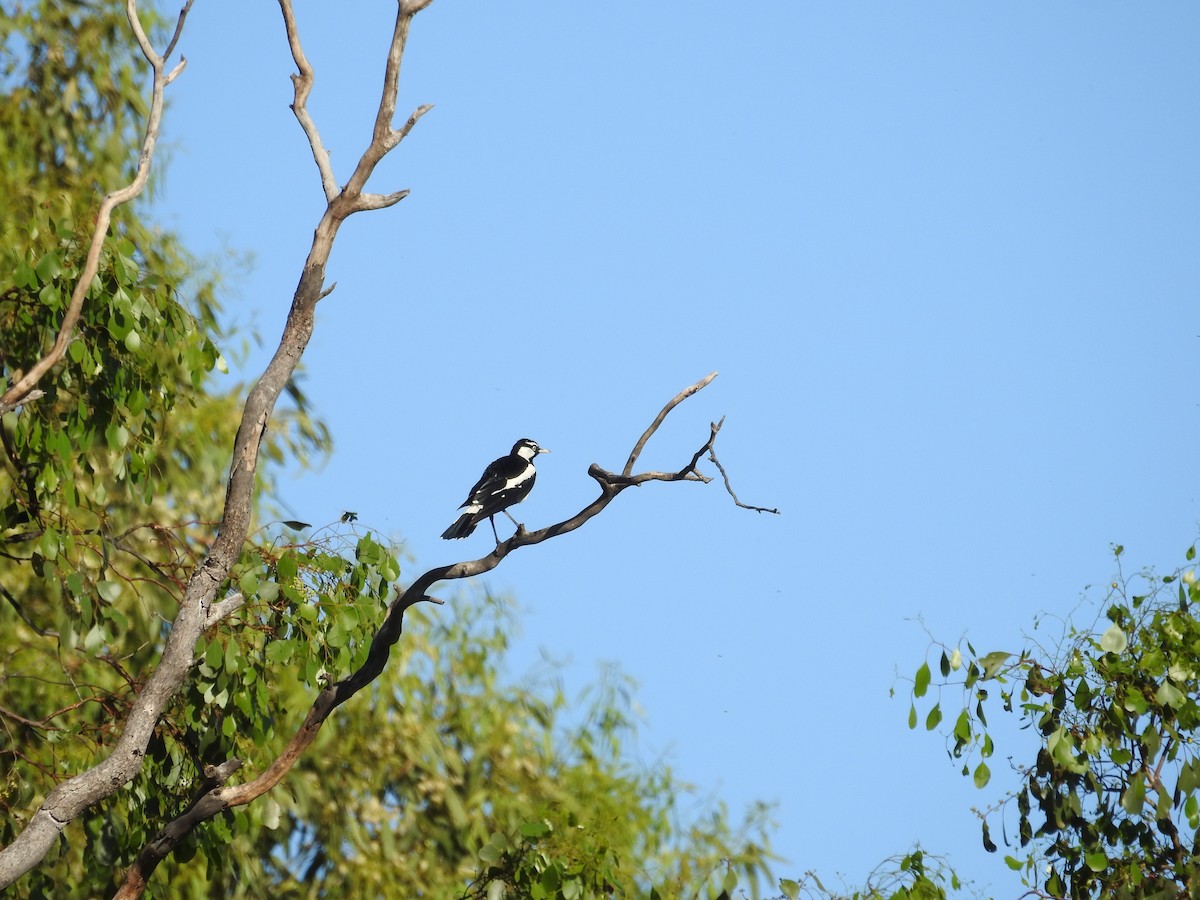 Stelzenmonarch - ML646174028