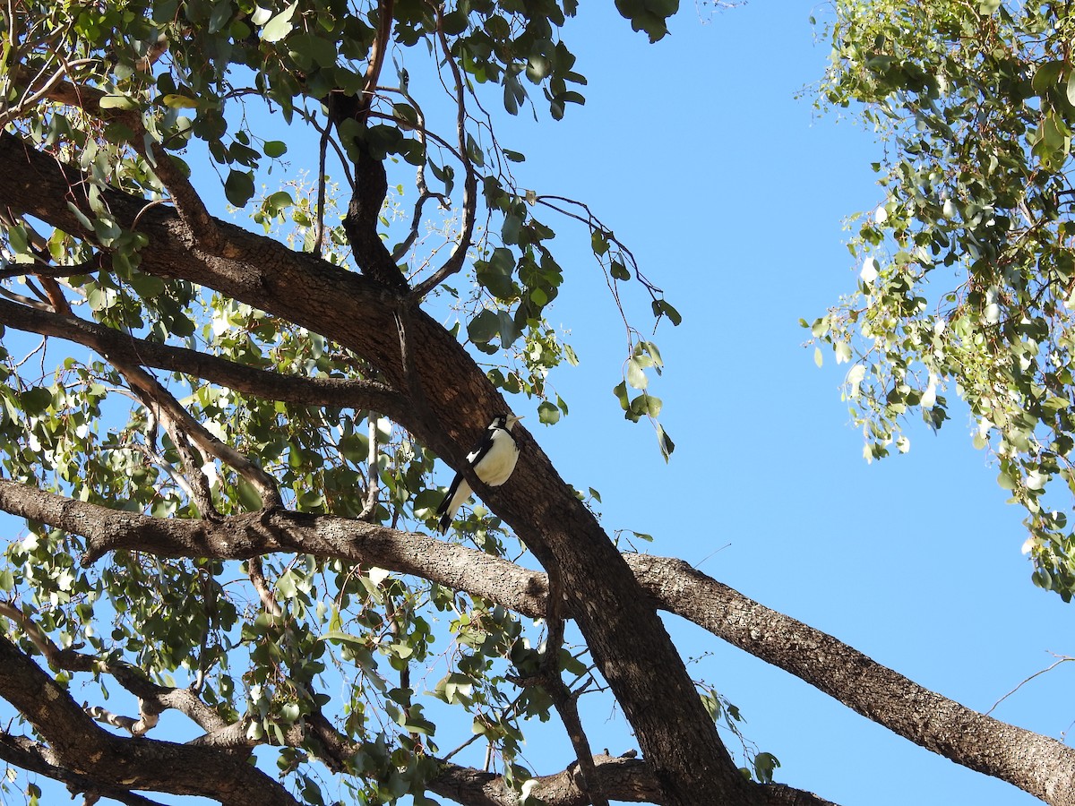 Stelzenmonarch - ML646174029