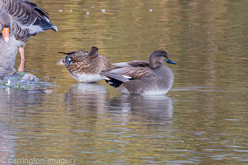 Schnatterente - ML646174031