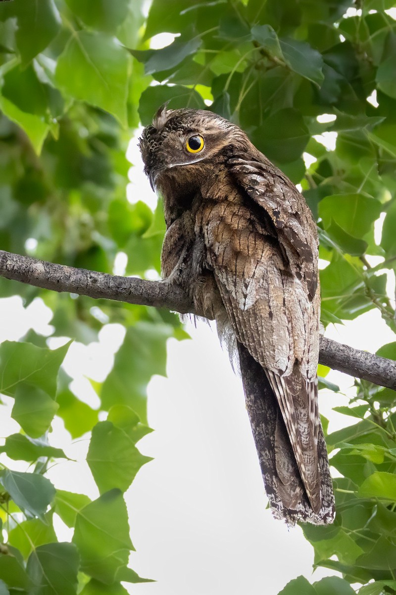 Klagetagschläfer - ML646174032