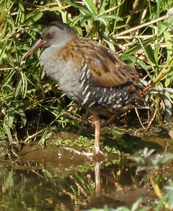 Wasserralle - ML646174033