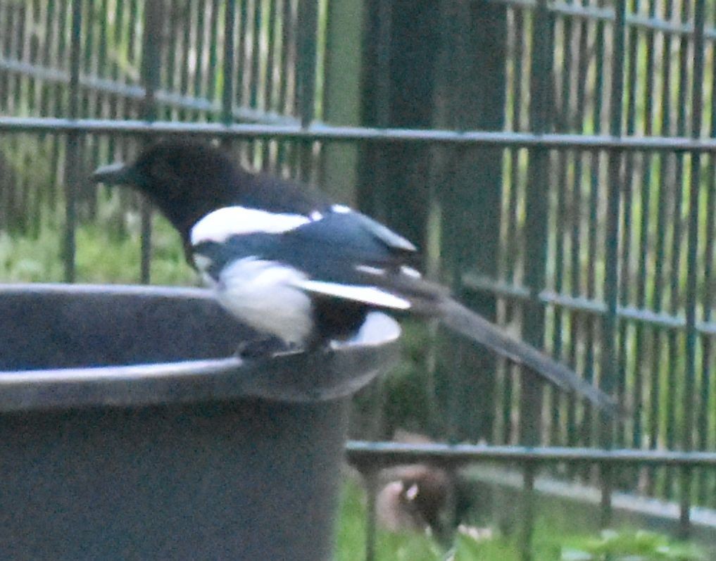 Elster - ML646174034