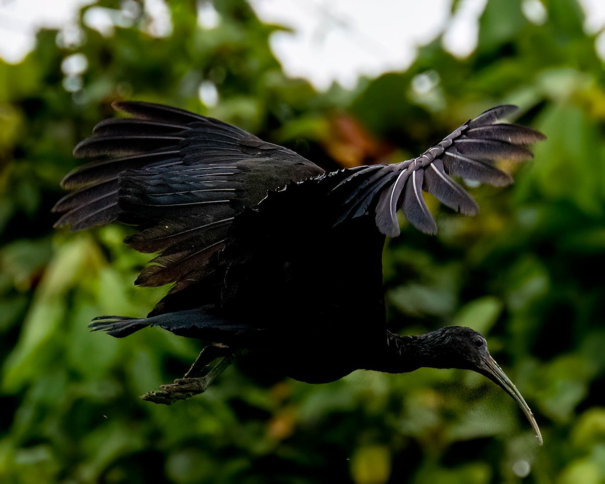 Grünibis - ML646174035