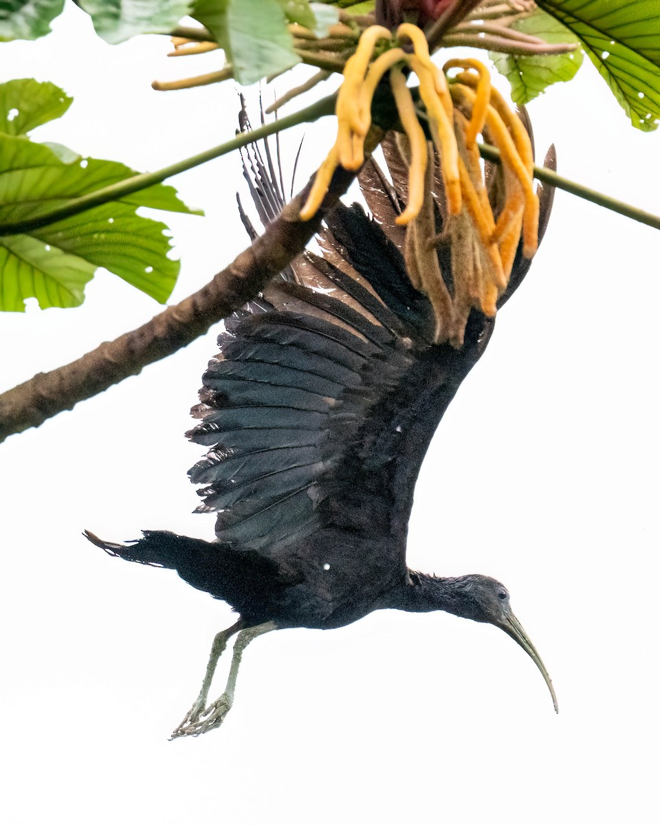 Grünibis - ML646174036