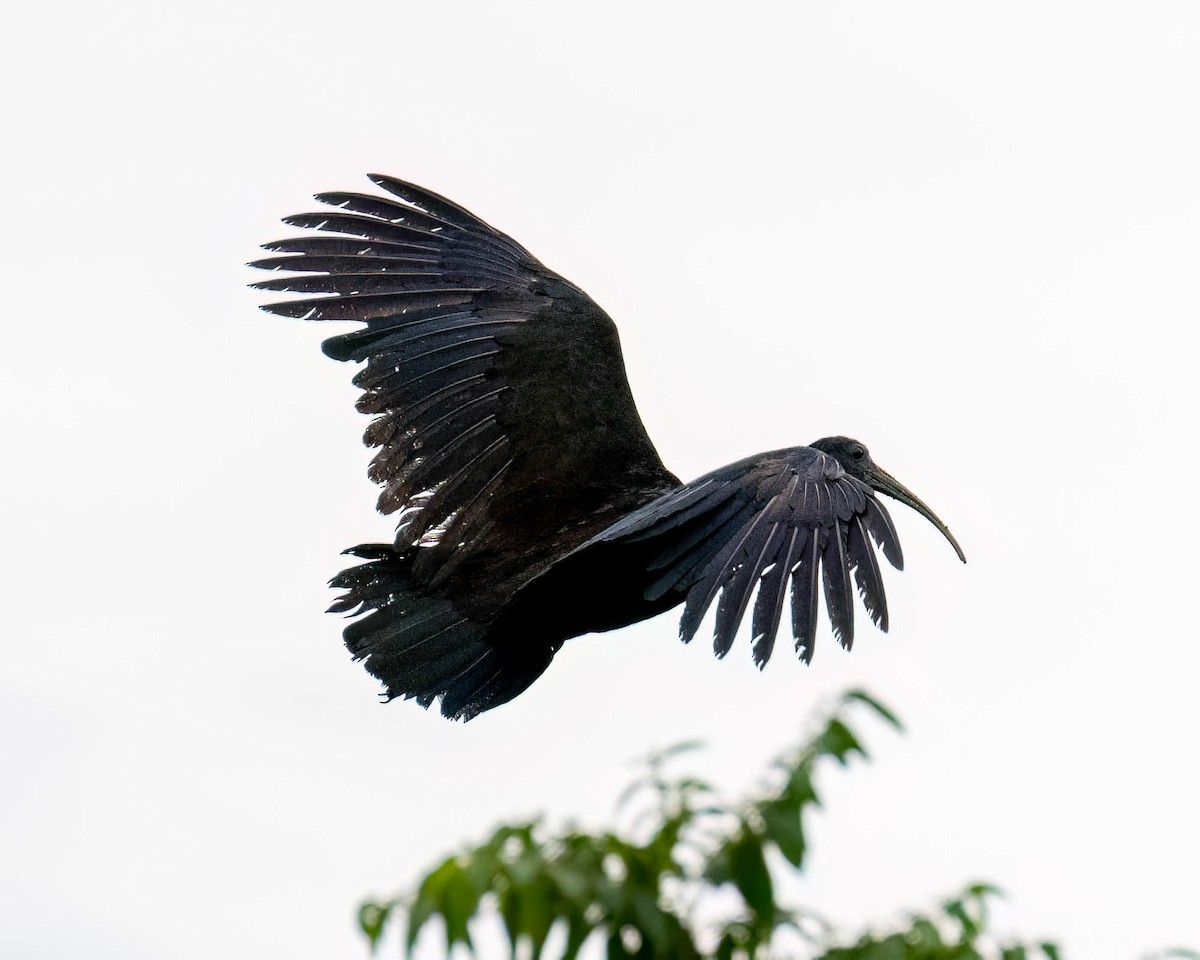 Grünibis - ML646174037