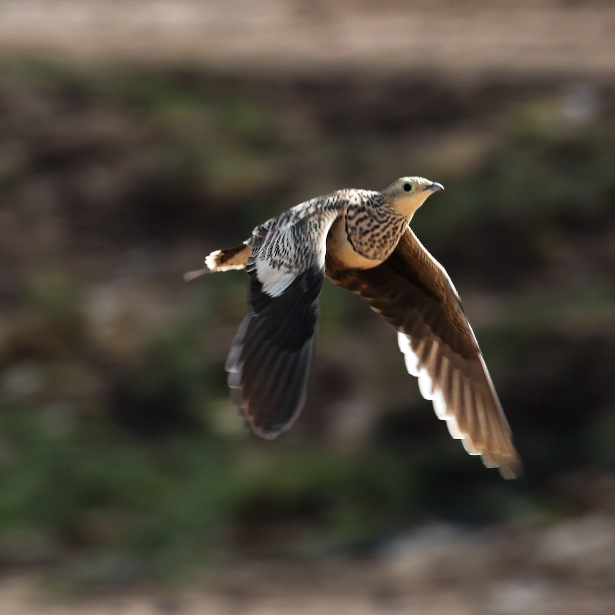 Braunbauch-Flughuhn - ML646174039