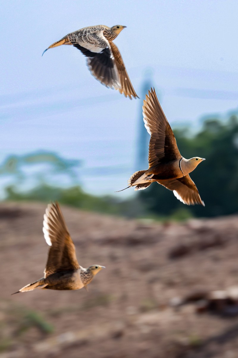 Braunbauch-Flughuhn - ML646174040