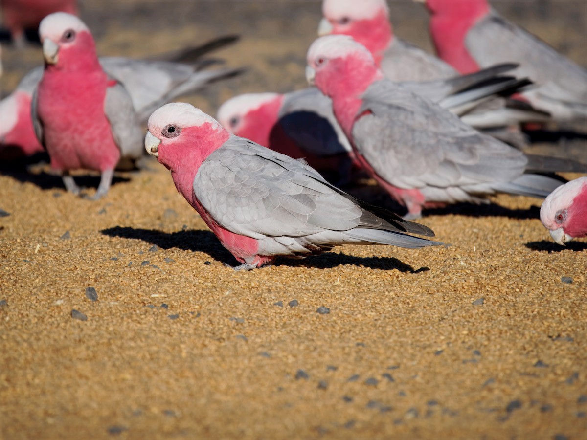 Rosakakadu - ML646174041