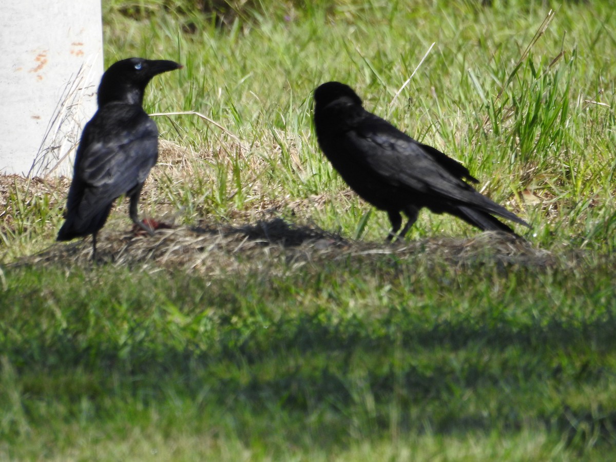 Torresian Crow - ML646174042