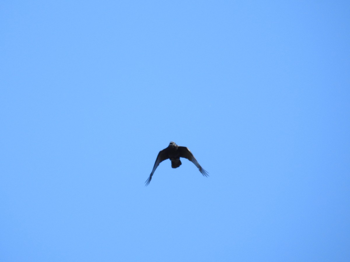 Torresian Crow - ML646174043