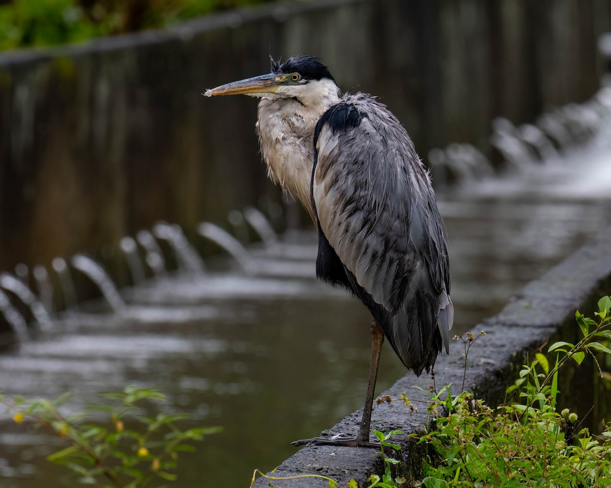 Cocoireiher - ML646174046