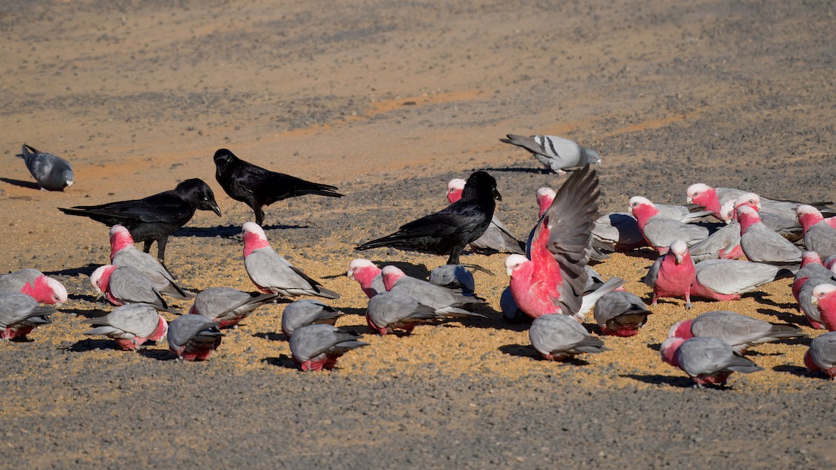 Torresian Crow - ML646174047