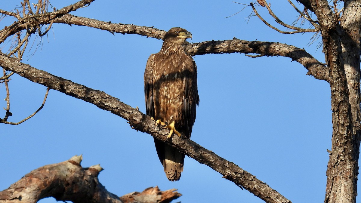 Bald Eagle - ML646174050