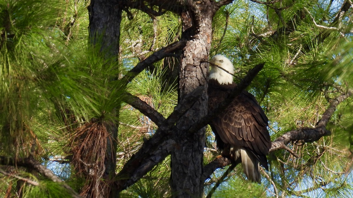 Bald Eagle - ML646174051