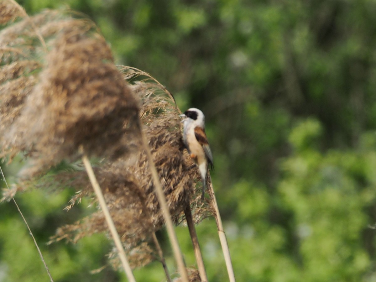 Eurasian Penduline-Tit - ML646174064