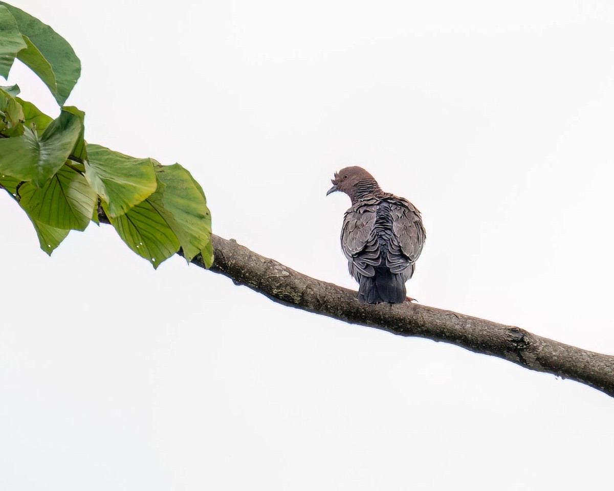 Pikazuro Güvercini - ML646174070