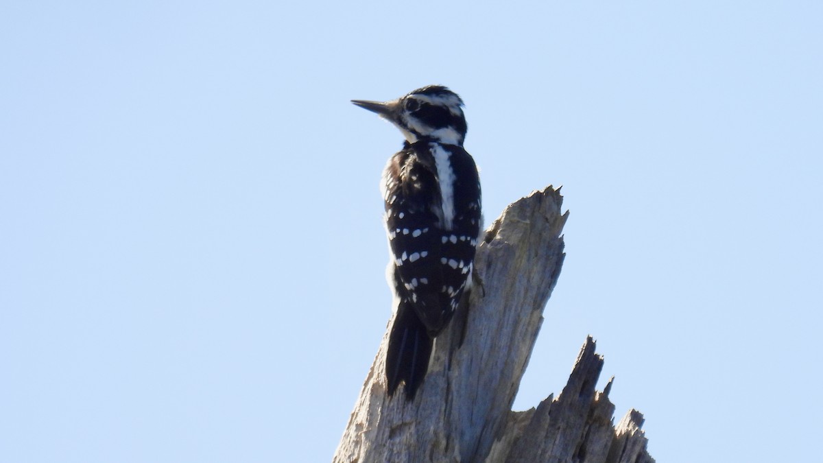 Hairy Woodpecker - ML646174084