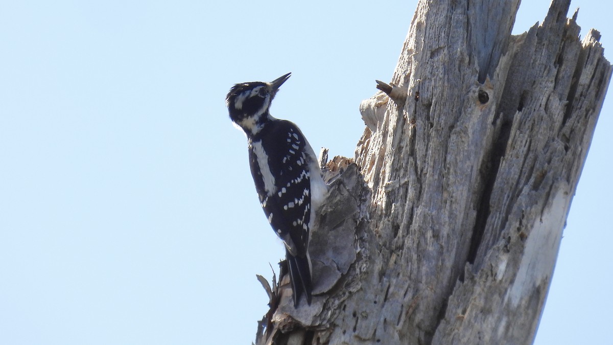 Hairy Woodpecker - ML646174085
