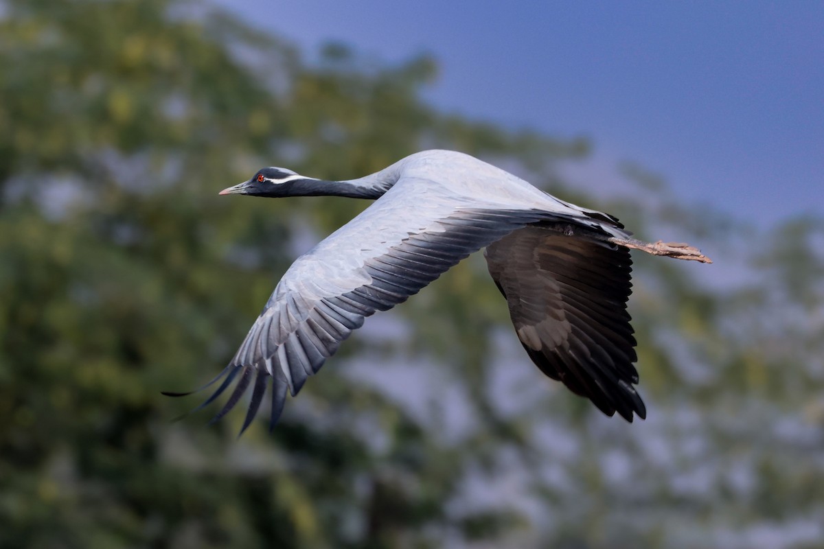 Telli Turna - ML646174093