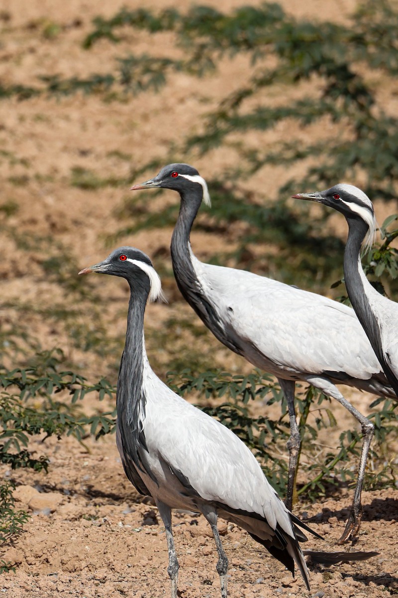 Telli Turna - ML646174094