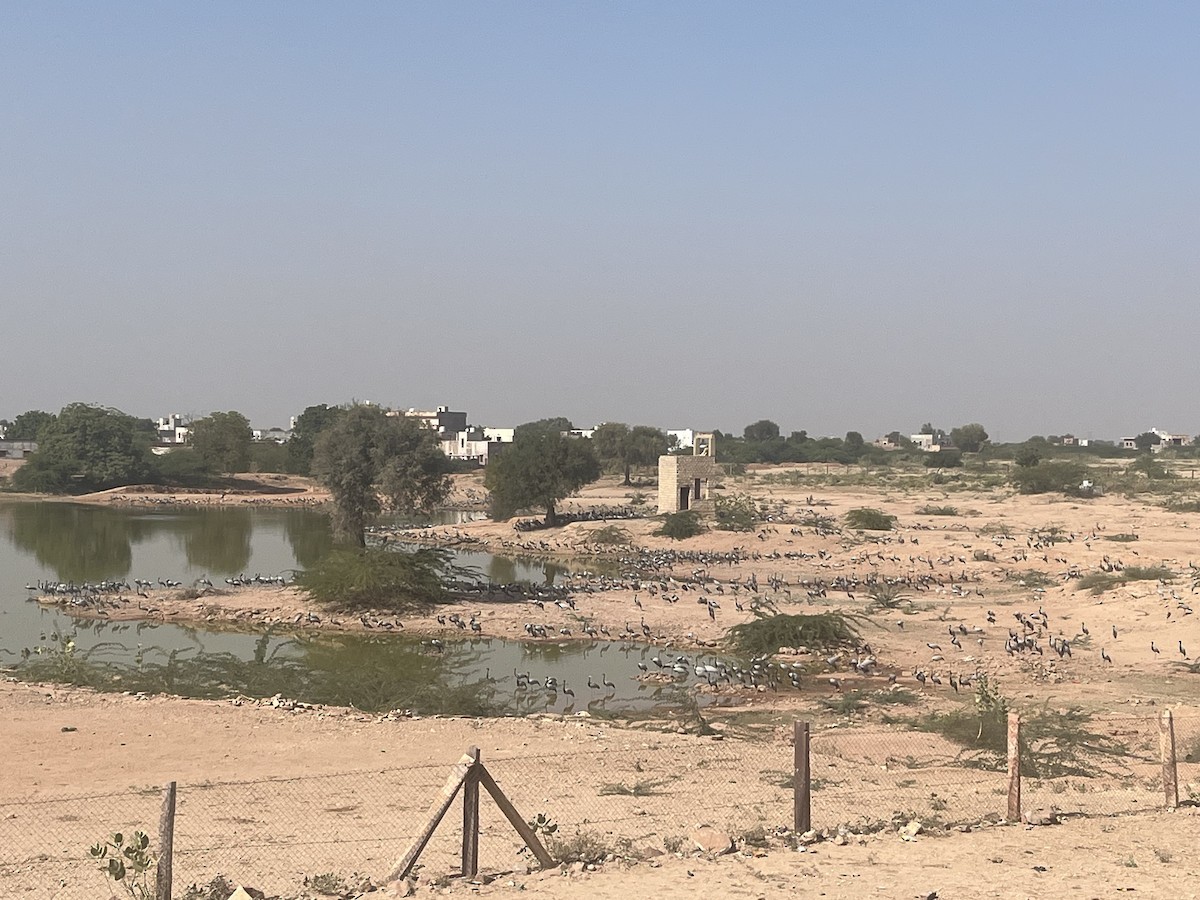 Telli Turna - ML646174095