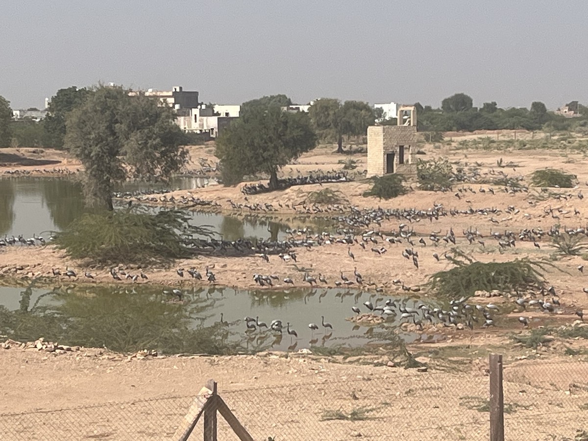 Telli Turna - ML646174096